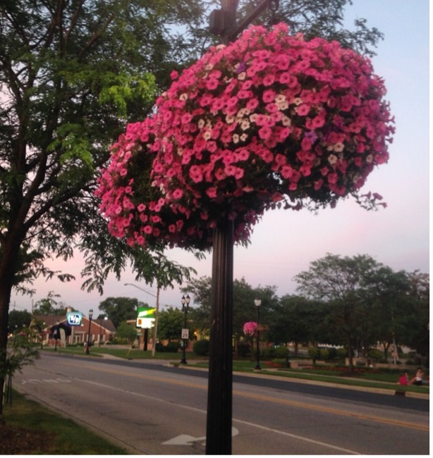 Pink petunia baskets hanging from a pole.